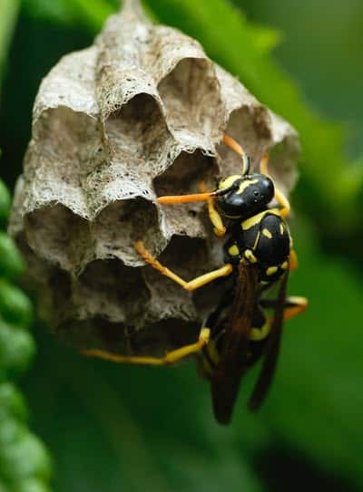 Wasp Control and Removal